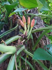 Syngonium auritum