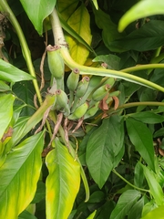 Syngonium auritum