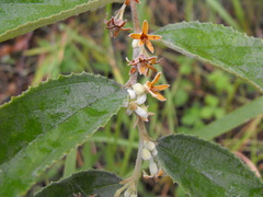 Grewia savannicola