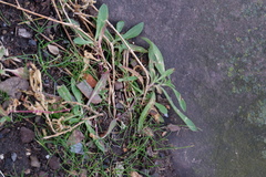Caryophyllaceae