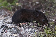 Melanomys caliginosus