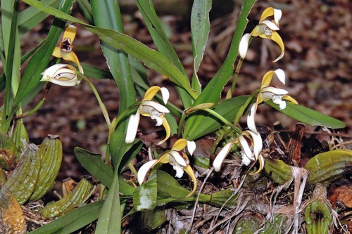 Maxillaria porphyrostele, photograph 3