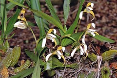 Maxillaria porphyrostele, photograph author not stated, no rights reserved