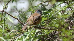 Cyanoloxia glaucocaerulea
