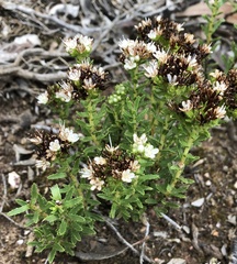 Lobostemon capitatus