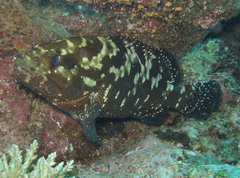 Camouflage Grouper photo 3