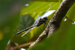 Rhionaeschna jalapensis
