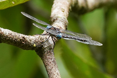 Rhionaeschna jalapensis