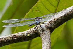 Rhionaeschna jalapensis