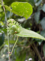 Dalechampia dioscoreifolia image