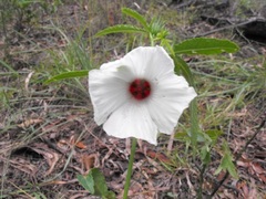 Hibiscus meraukensis