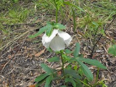 Hibiscus meraukensis