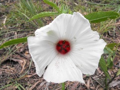 Hibiscus meraukensis