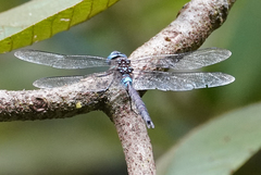 Rhionaeschna jalapensis