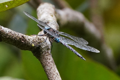 Rhionaeschna jalapensis