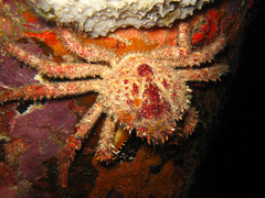 Amphithrax pilosus