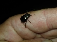 Meracantha contracta