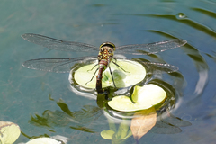 Rhionaeschna jalapensis