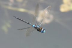 Rhionaeschna jalapensis