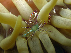 Periclimenes yucatanicus