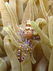 Periclimenes yucatanicus