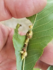 Caryomyia ansericollum