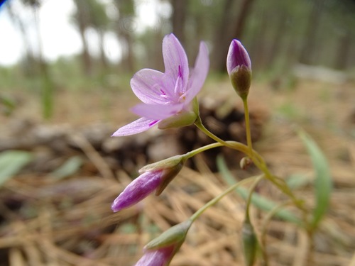 western springbeauty (Claytonia rosea)