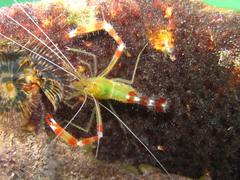 Stenopus scutellatus