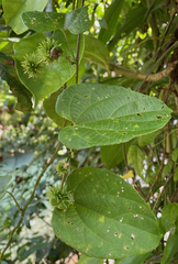 Dalechampia dioscoreifolia