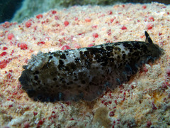 Dendrodoris krebsii