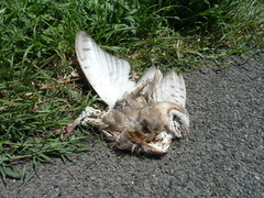 Tyto alba delicatula