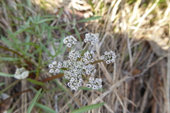 Lomatium geyeri