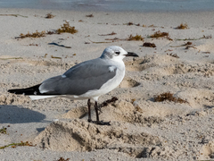 Leucophaeus atricilla