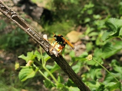 Chrysopogon splendidissimus