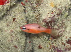 Apogon maculatus