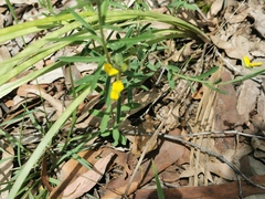 Crotalaria montana