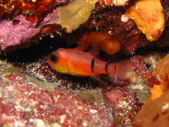 Apogon townsendi