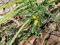 Crotalaria montana