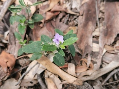 Brunoniella