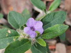 Brunoniella