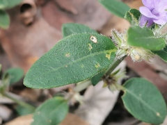 Brunoniella