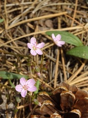 Claytonia rosea