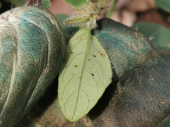 Brunoniella