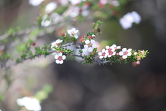 Astartea aspera aspera