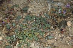 Astragalus inyoensis