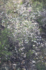 Astartea aspera aspera