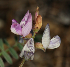 Astragalus inyoensis