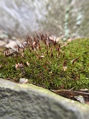 Atrichum