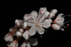 Eriogonum wrightii wrightii