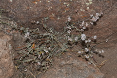 Eriogonum wrightii wrightii